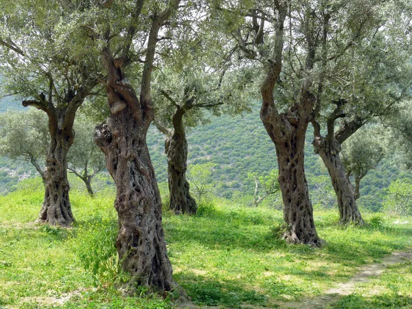 Grove of olive trees — Stock Photo, Image
