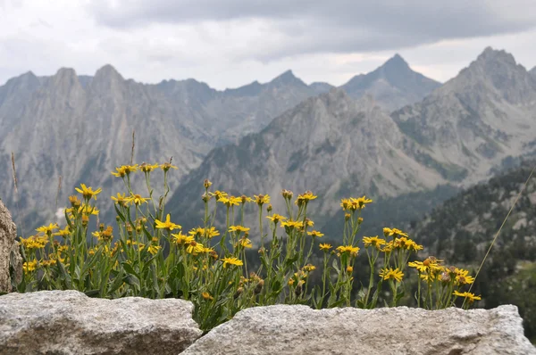 Gänseblümchen und Berge — Stockfoto