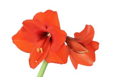 Hippeastrum