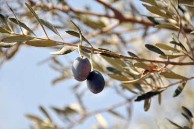 zeytin