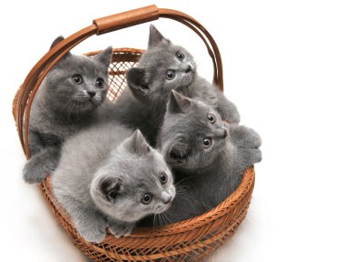 British kittens clipart