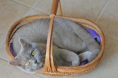 Cat in a basket clipart