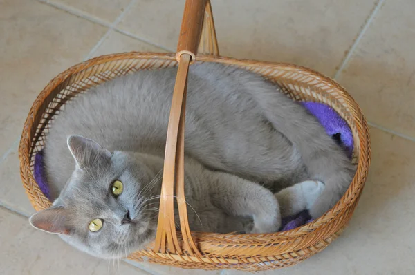 Cat in a basket — Stock Photo, Image