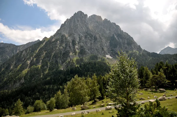 Pirenejski — Zdjęcie stockowe