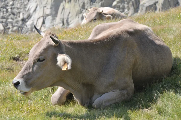 Vaca mentirosa — Foto de Stock