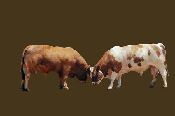 Борьба быков — стоковое фото