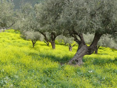 Olive grove in spring clipart