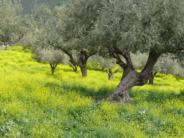 Olivenhain im Frühling — Stockfoto