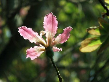 Pink Flower clipart