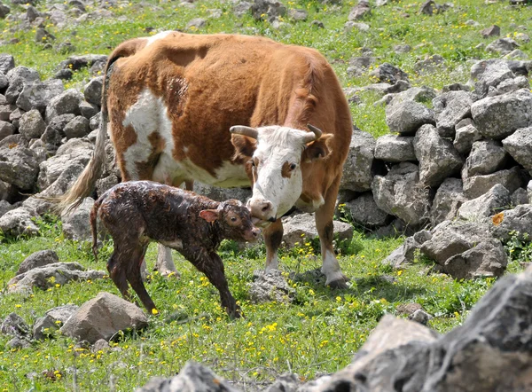 Bezerro e vaca recém-nascidos — Fotografia de Stock