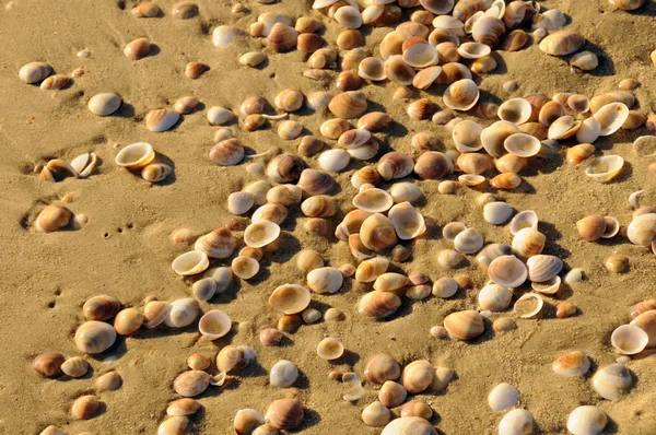 Текстура берега моря — стокове фото