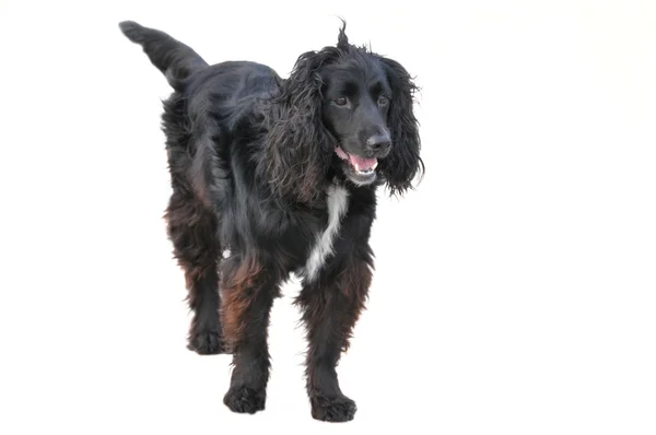 Чёрная собака — стоковое фото