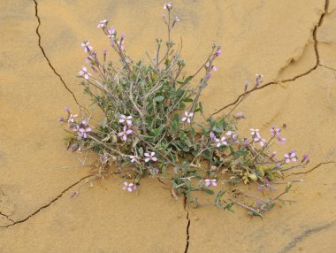 Plant in desert clipart