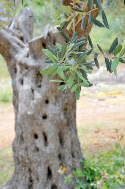 zeytin ağacı