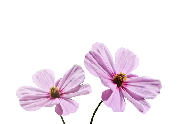 Pink aster — Stock Photo, Image