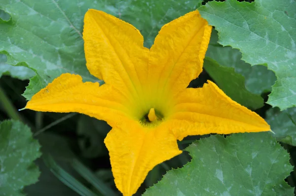 Flower of squash — Stock Photo, Image