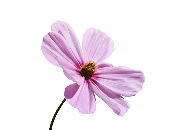 Aster růžový květ — Stock fotografie