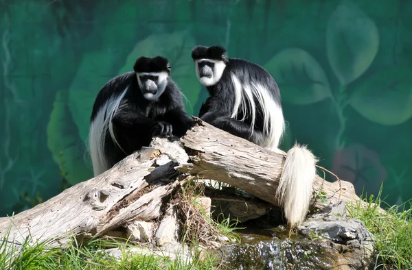 Colobus monkey — Stock Photo, Image
