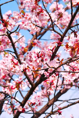 Sakura