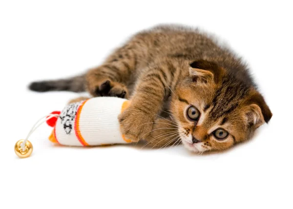 Mało zabawny kotek — Zdjęcie stockowe