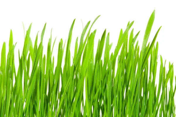 新鮮な草 — ストック写真