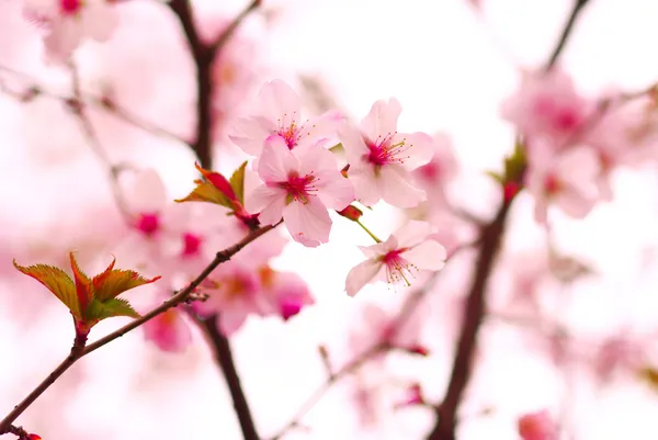 Sakura — Stock fotografie