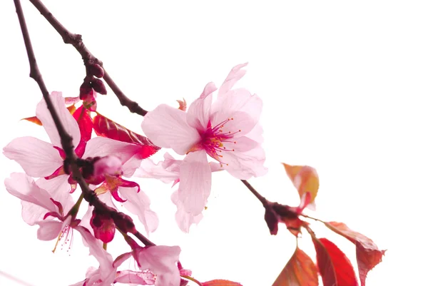 Sakura vagyok. — Stock Fotó