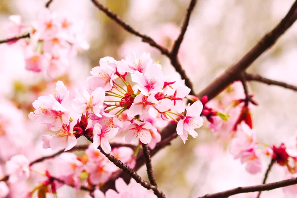 Sakura — Stock Photo, Image