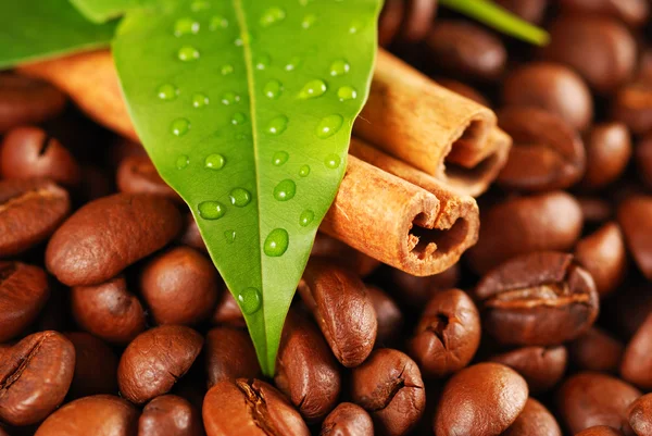 Kaffeebohnen und Zimt — Stockfoto
