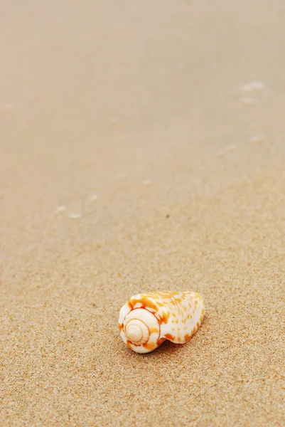 Κέλυφος σε μια παραλία — Φωτογραφία Αρχείου