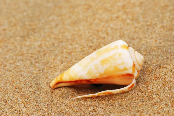 Shell na pláži — Stock fotografie