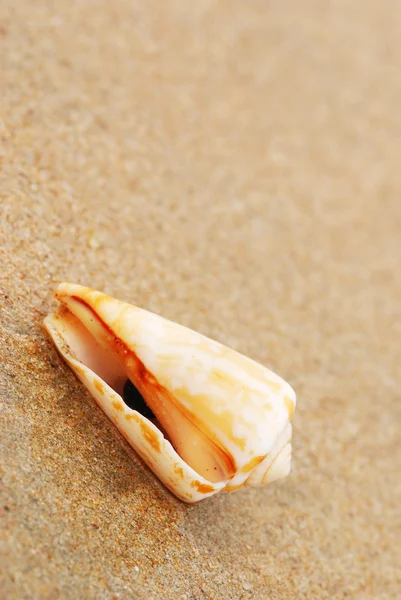 Skalet på en strand — Stockfoto