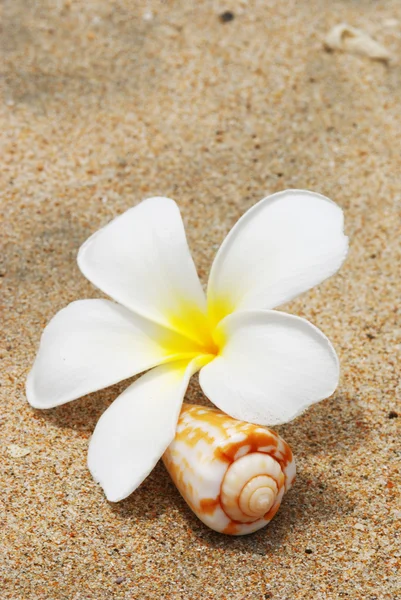 壳与海滩上的花 — 图库照片