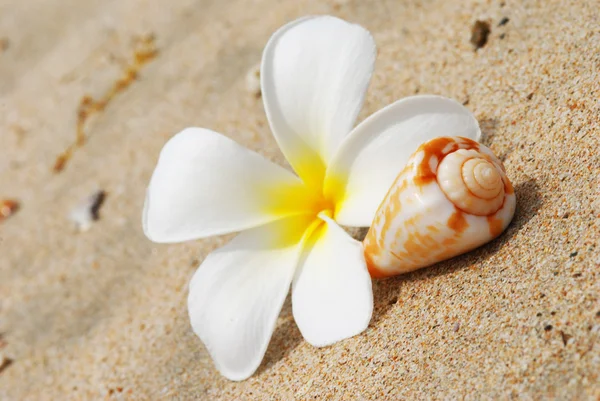 Раковина и цветок на пляже — стоковое фото
