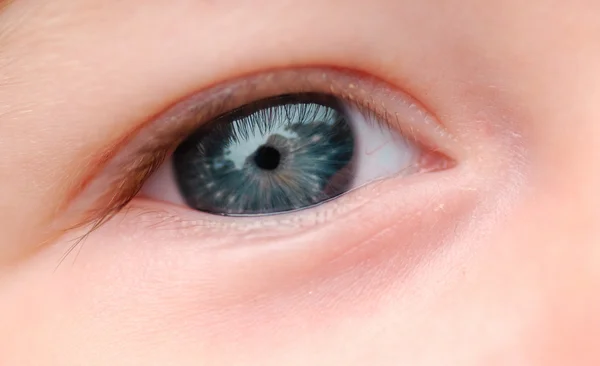 Bebek gözü — Stok fotoğraf