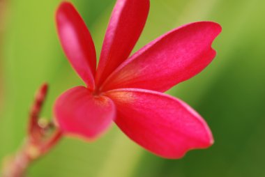 Frangipani