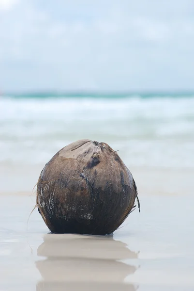 stock image Coconut on beach