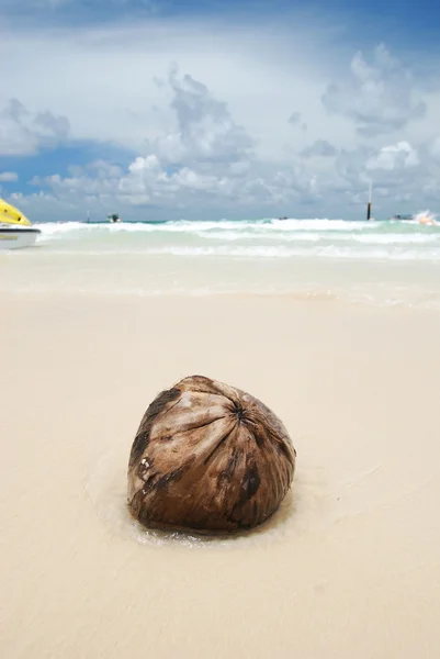 Καρύδας στην παραλία — Φωτογραφία Αρχείου