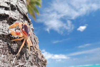 Crab on palm clipart