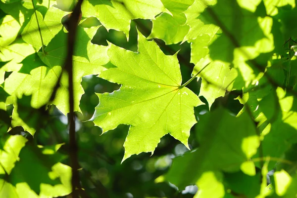 stock image Green leaves background