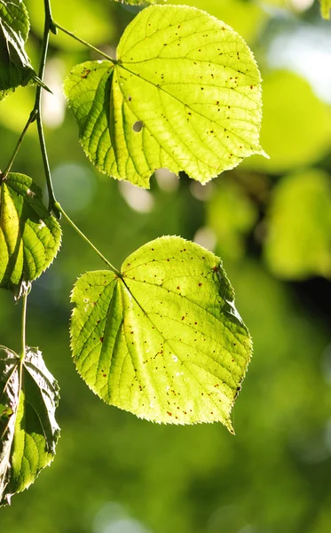 stock image Green leaves background