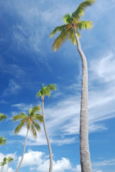 Palms against sky — Stock Photo, Image