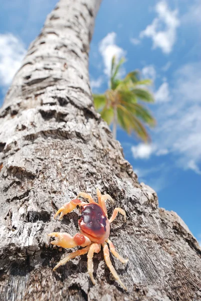 Krabba på palm — Stockfoto