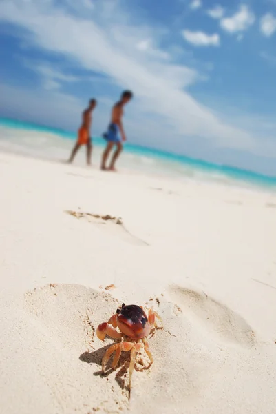 Caranguejo em uma praia — Fotografia de Stock