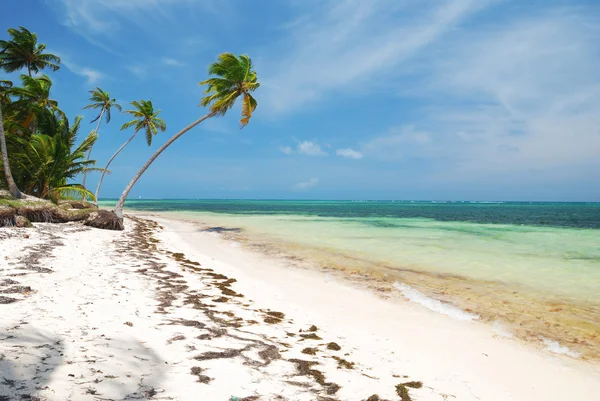 Caribbean wild beach — Stock Photo, Image