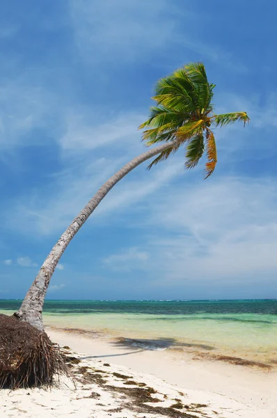 Karaiby dzikiej plaży — Zdjęcie stockowe