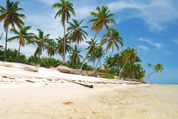 ชายหาดป่าแคริบเบียน — ภาพถ่ายสต็อก