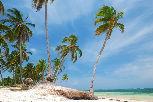 Caribe praia selvagem — Fotografia de Stock