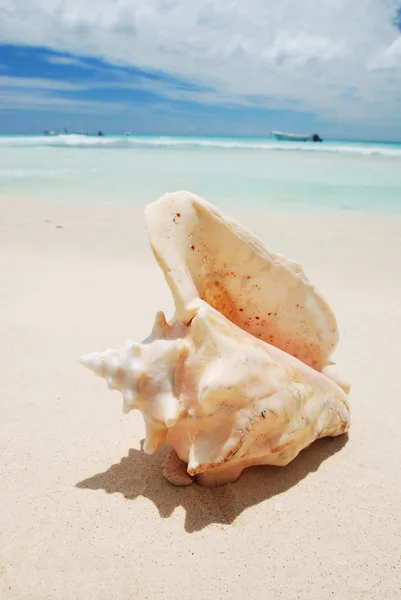 Shell in the Caribbean — Stock Photo, Image