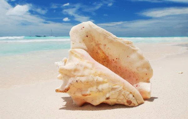 stock image Shell in the Caribbean